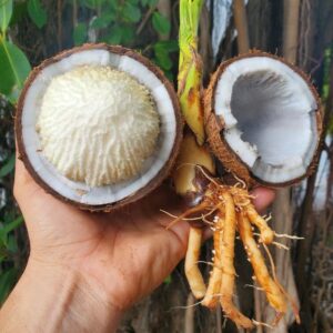 Coconut Sprout